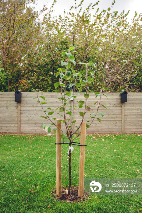 New planted apple tree in a garden