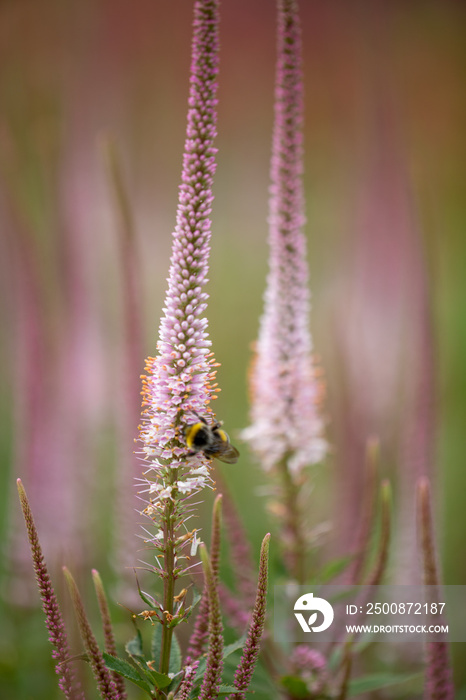 Veronicastrum virginicum ’Erika’