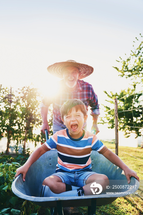 Grandfather driving his grandson in wheelbarrows in the garden