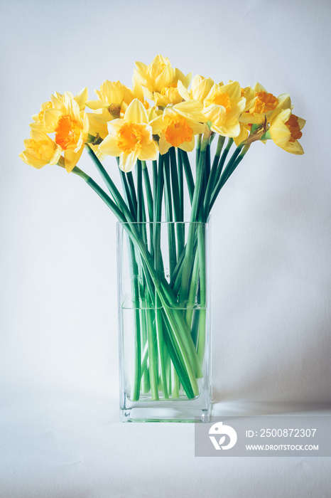 spring narcissus flowers on vase isolated