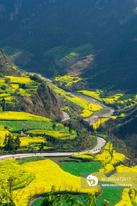 Rapeseed flowers at Snail farm Luositian Field in Luoping County, China