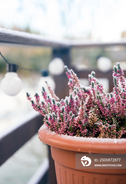 Pink heather flower growing in terracotta color garden pot, outdoors on terrace in winter, covered with white frost.