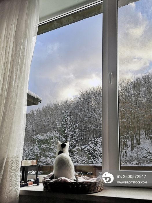 Winter window with cat watching the first snow and sunny blue sky. Pet sitting on the warm cozy windowsill and looking at beautiful day morning