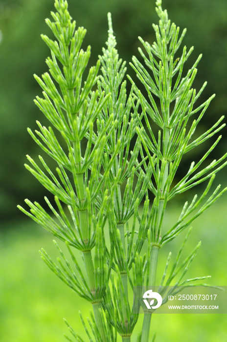 In the meadow among the grasses growing horsetail