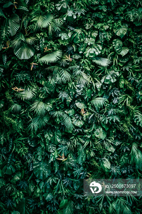 Tropical leaves as nature and environmental background, botanical garden and floral backdrop, plant growth and landscape design.