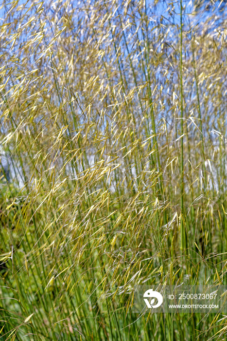 Chinese reed - sweet grass family