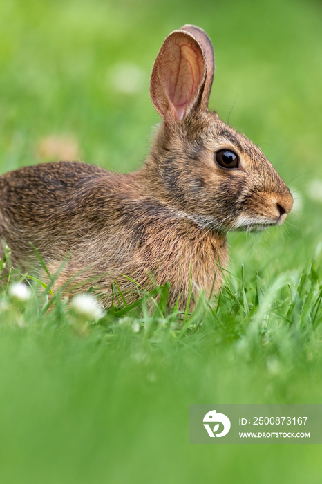 Young Eastern Cottontail Rabbit (Sylvilagus floridanus) closeup in grass soft light