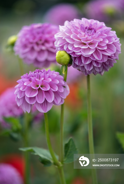 Purple dahlias in a garden