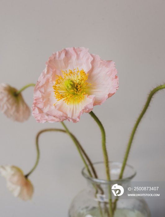 Vertical close up of pale pink poppy flower in glass vase against neutral background (selective focus)