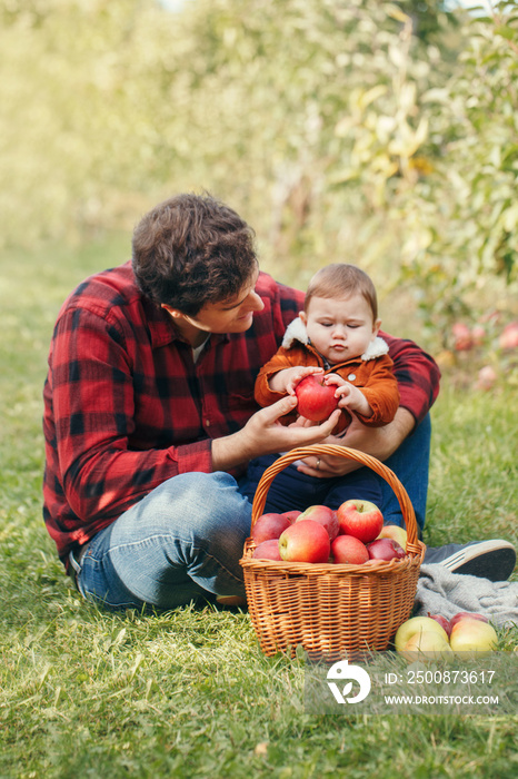 Happy father with baby boy on farm picking apples in wicker basket. Gathering of autumn fall harvest in orchard. Dad feeding son with healthy snack. Seasonal activity hobby.