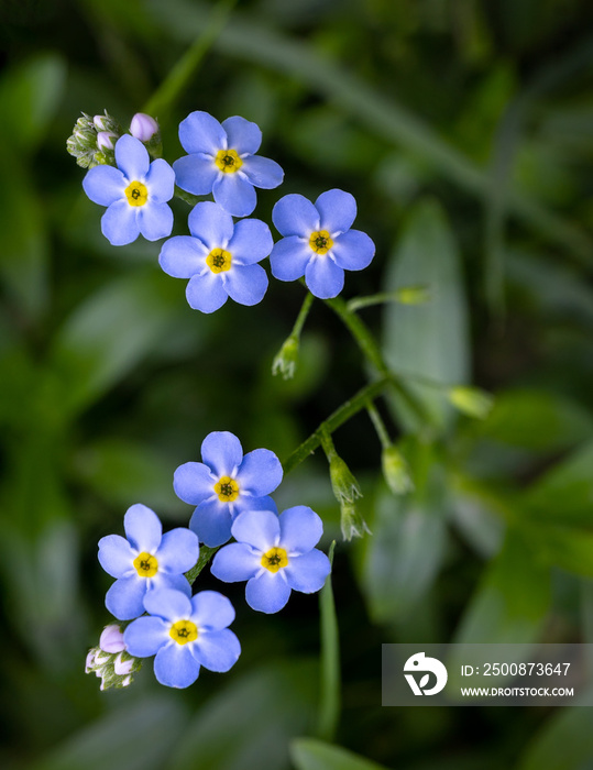 Water Forget-Me-Not (Myosotis scorpioides) is an invasive species from Europe. Sometimes referred to by the more alarming name  Scorpion Grass