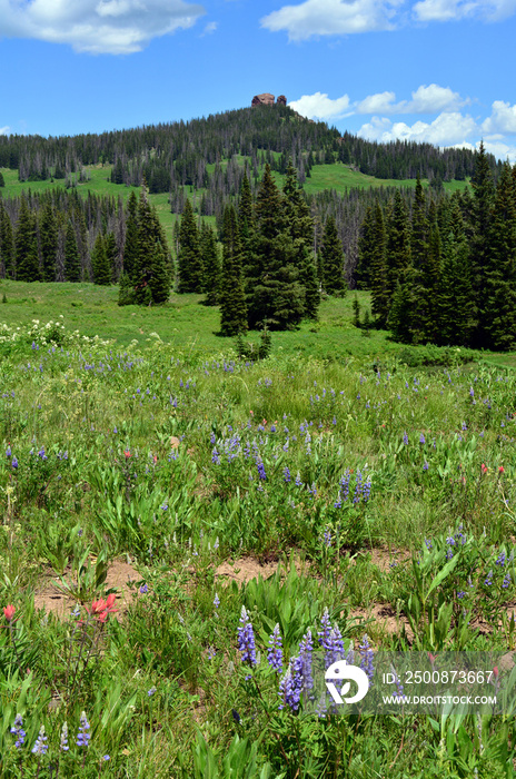 a field of wildflowers and the iconic rock formations of rabbit ears’ pass in the wilderness near steamboat springs, colorado