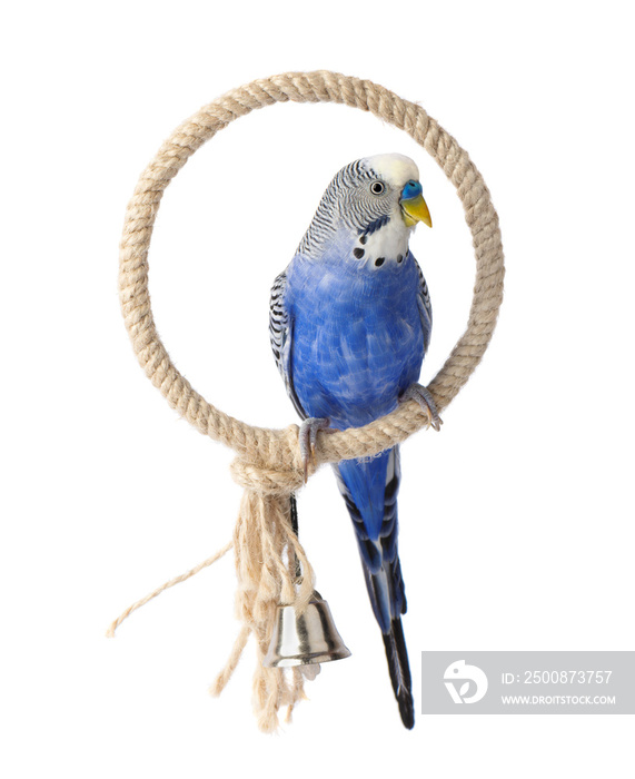 Blue budgie isolated on white background. Budgerigars bird or wavy parrot.