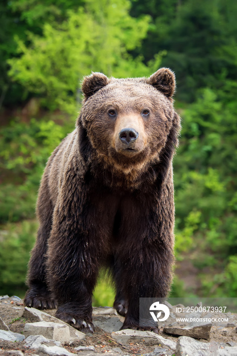 European brown bear in a forest landscape