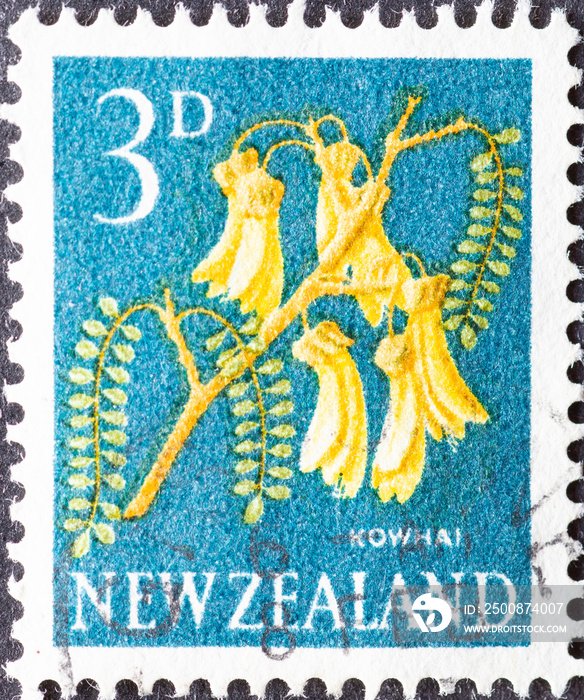 NEW ZEALAND - CIRCA 1960: a postage stamp from NEW ZEALAND , showing a flowering Kowhai (Sophora microphylla). Circa 1960