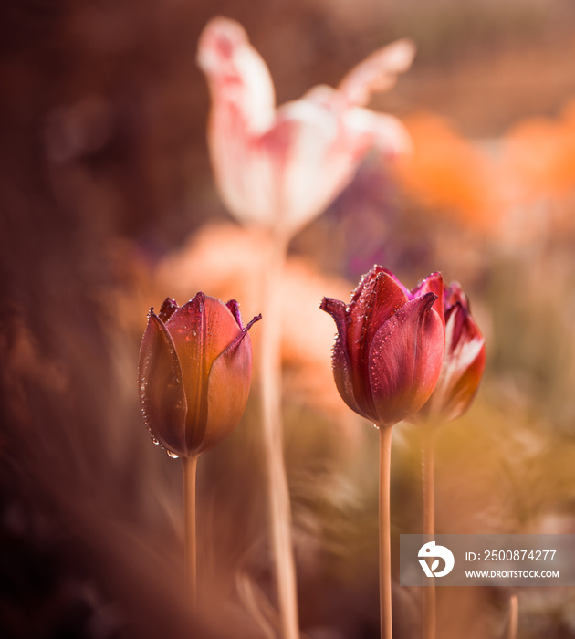 garden tulips at abstract floral background