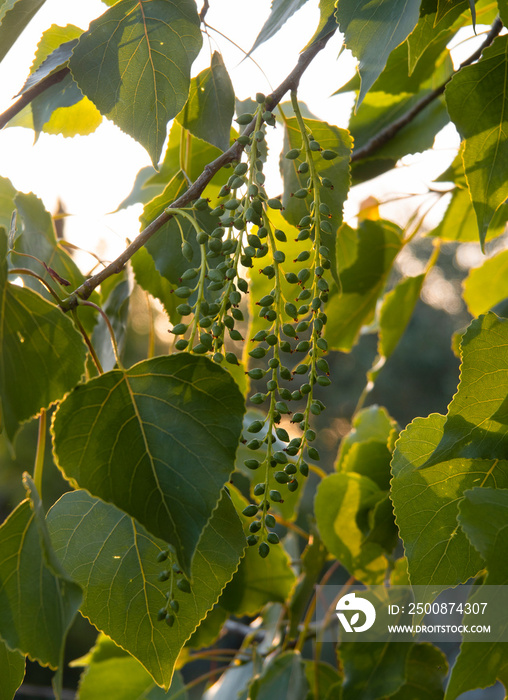 Black poplar (Populus nigra) blooms in Greece