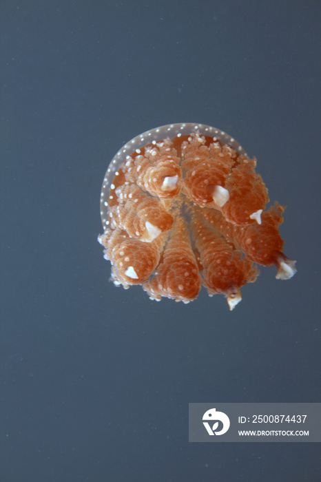 underwater world - swimming jellyfish