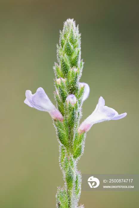 close up of a Verbena officinalis wild flower