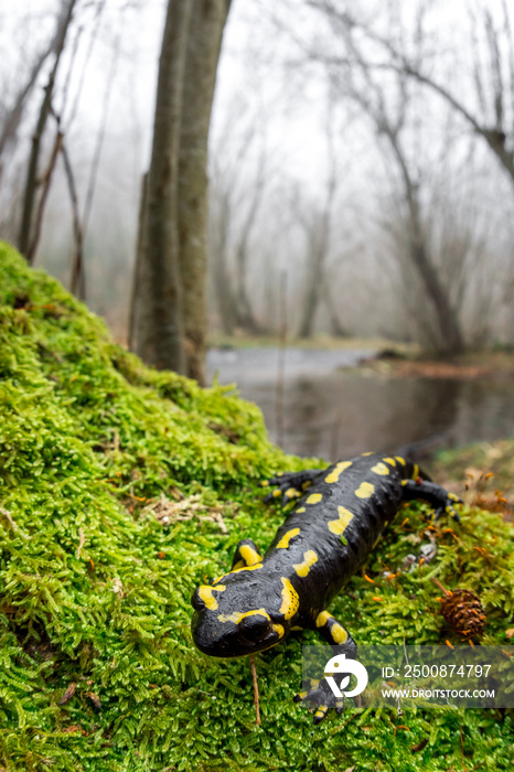 Fire salamander (Salamandra salamandra) wide angle shot