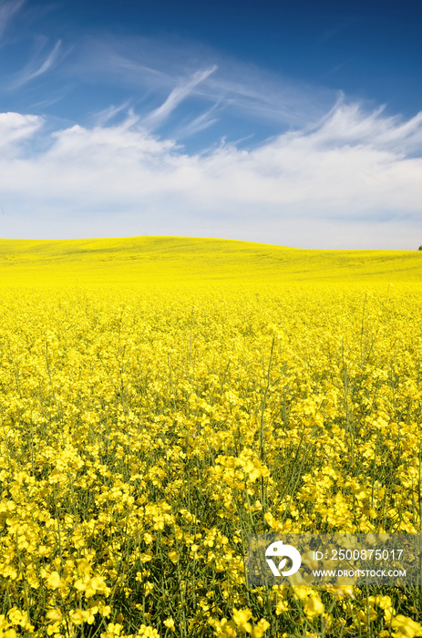 Blooming rapeseed field. Clear blue sky with glowing clouds. Cloudscape. Rural scene. Agriculture, biotechnology, fuel, food industry, alternative energy, environmental conservation. Panoramic view