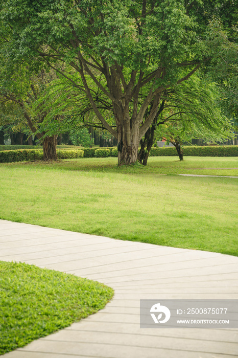 soft sun light green tree and grass field in forest park on holiday at morning air fresh relax purify natural landscape garden outdoor  background.for ecology.or  life health,picnic area backdrop.