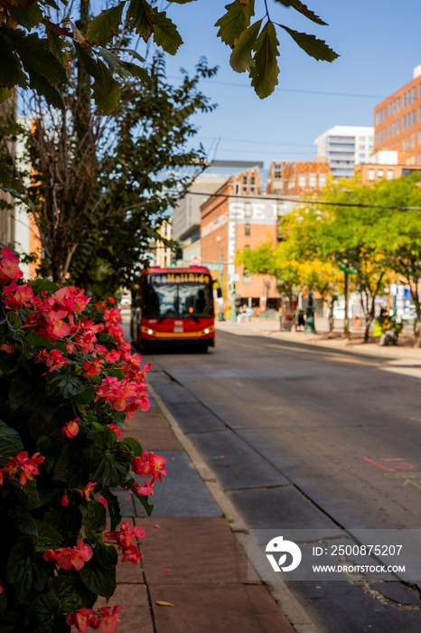 Pot with Flowers on 16th Steet mall Downtown Denver Electric Bus Ride Colorado