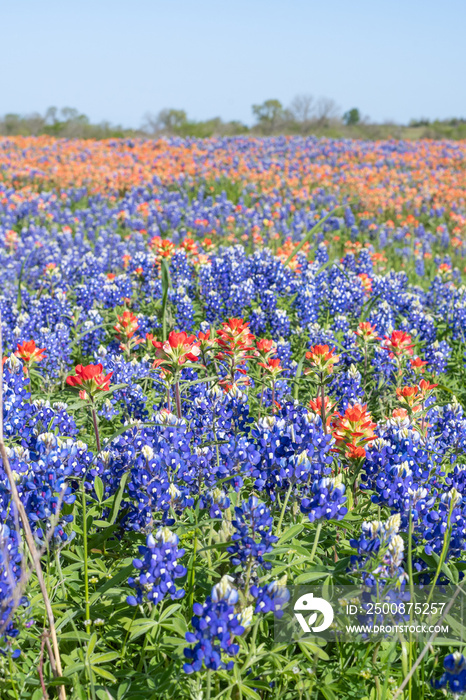 Bluebonnets and Indian paintbrush cover the fields of East Texas in spring.