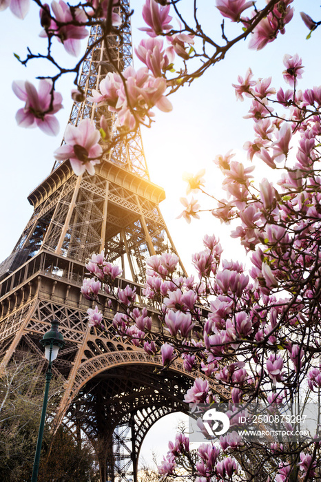 Blossoming magnolia against the background of the Eiffel Tower