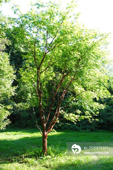 Acer griseum, or paperbark maple tree with beautiful cinnamon colored peeling bark.