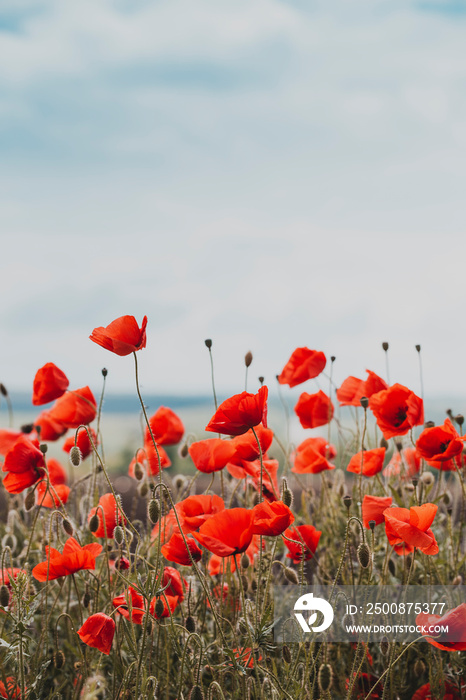 the poppies field