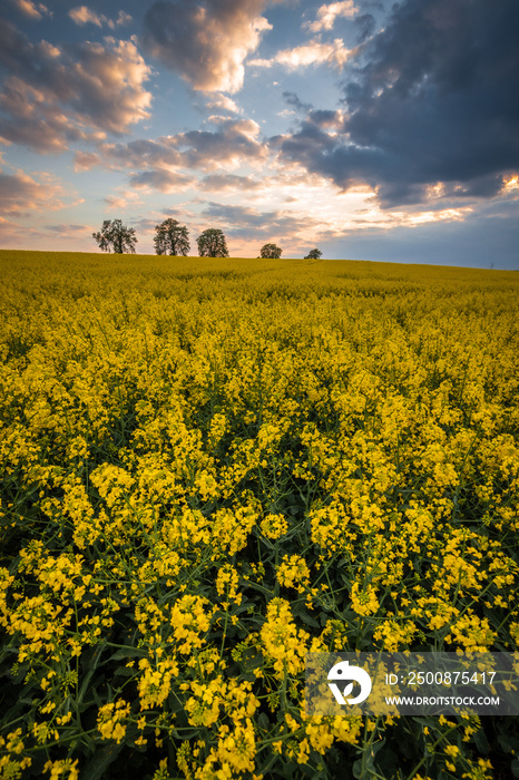 Moravian fields in spring time, green and yellow landscapes in Czech Republic has awesome structure