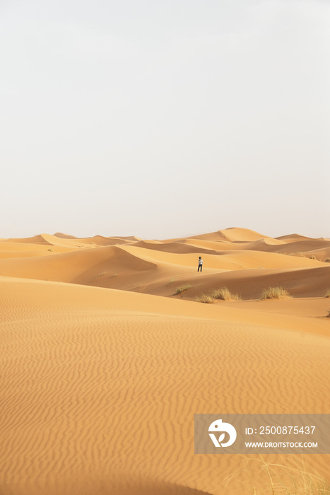 Gold desert in sunset.