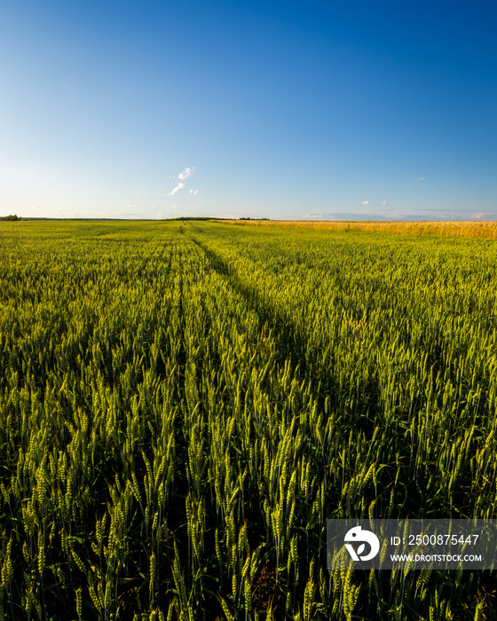 Agricultural field with young green rye on a clear sunny evening with clear blue sky and path.