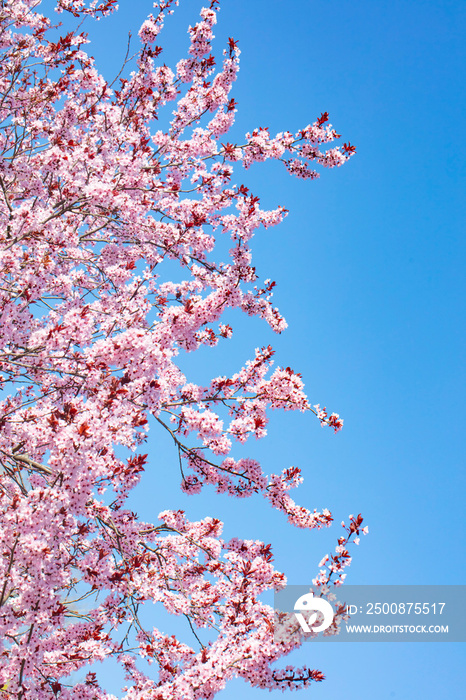 pink blooming tree