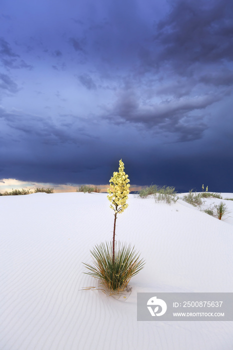 White Sands National Monument New Mexico, USA