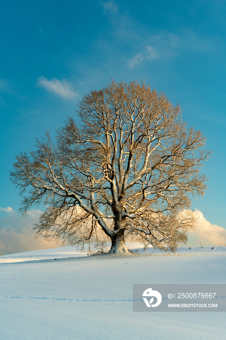 Ein Baum, vier Jahreszeiten, Jahreszeiten, Baum, Jahreszeitenbaum, Winter, Dezember, Januar, Februar