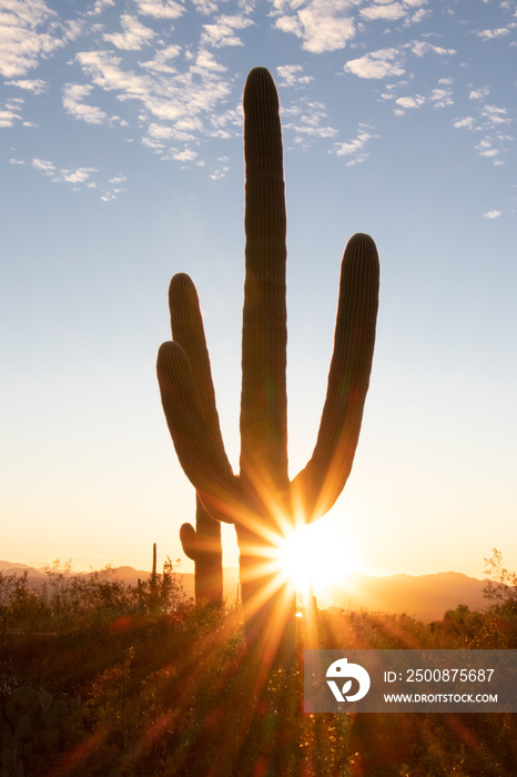 Saguaro National Park - Tucson, Arizona, USA