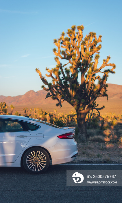 Road trip through Joshua Tree National Park, California.