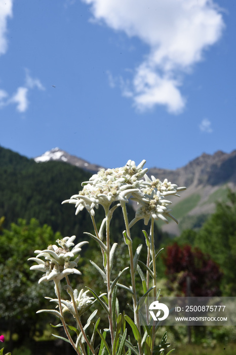 stella alpina fiore di montagna