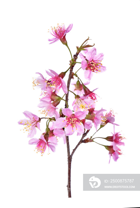 Pink Cherry blossom flowers white background