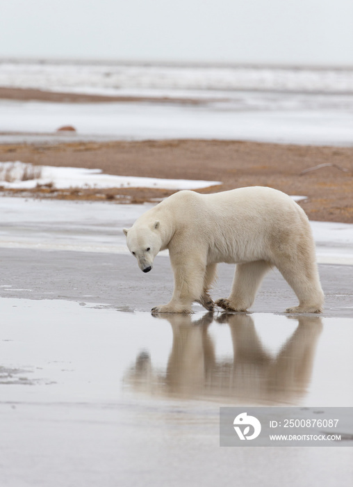 Adult Polar Bear in Sub-arctic region of Hudson Bay Canada