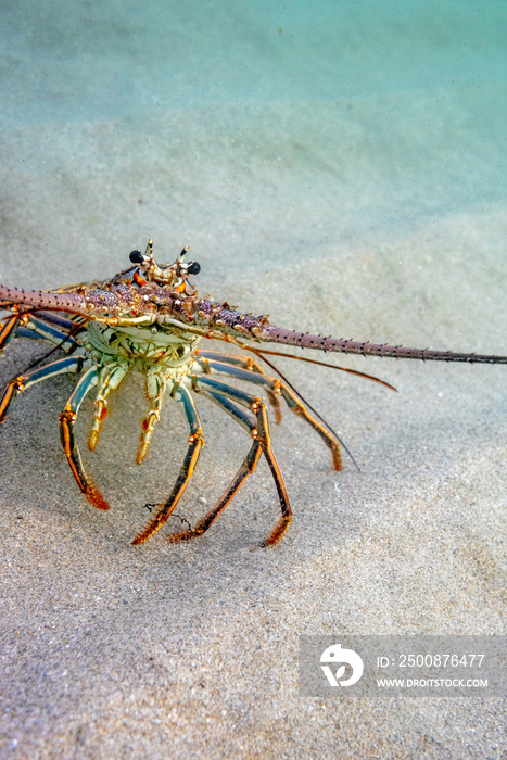 Florida spiny lobster