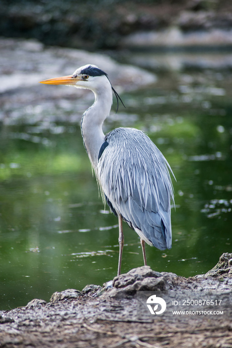 Portrait of heron standing in border water