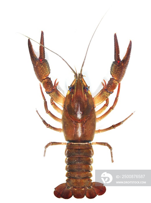 Male Noble crayfish Astacus astacus. Large live crayfish isolated over white.