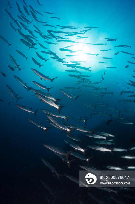 Schooling chevron barracuda swim above coral reef