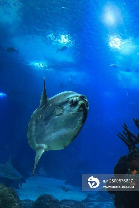 sunfish (moonfish) swimms in blue ocean water