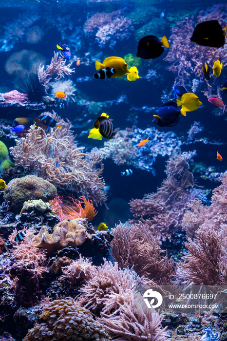 Underwater Scene With Coral Reef And Tropical Fish