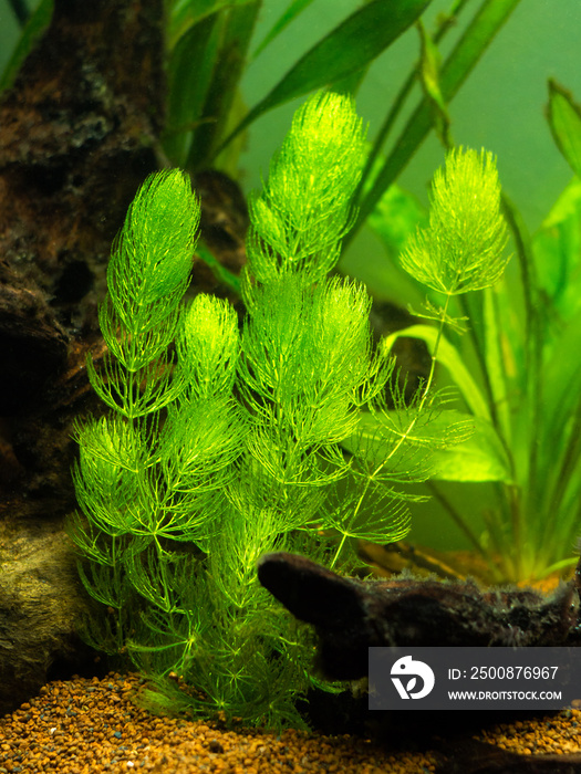 Hornwort plant (Ceratophyllum demersum) on a fish tank