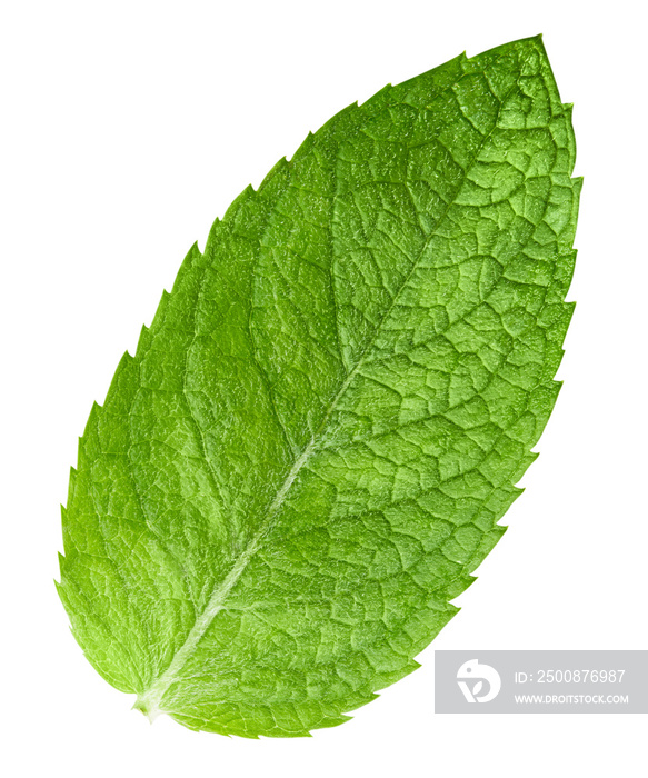 mint leaves isolated